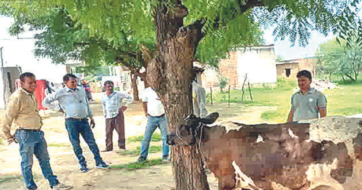 Lumpy infection hits Dausa, dept oblivious to the spread